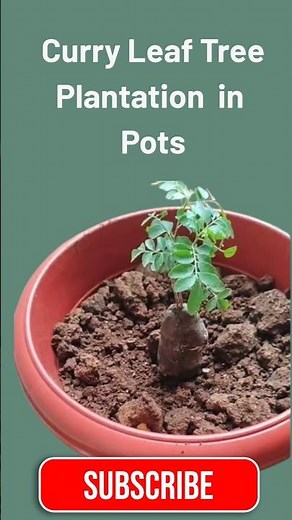 Home Gardening Idea | Curry Leaf Tree Plantation in Pots #viralshort #CurryLeaves #homegarden