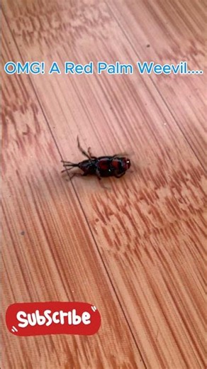 OMG! A Weevil in Trouble – I Helped It