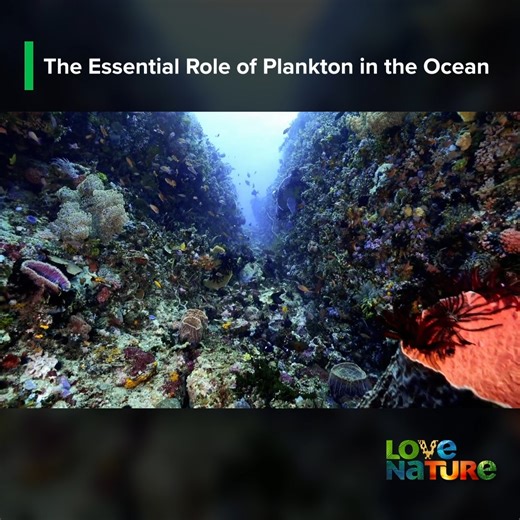 15K views · 184 reactions | The Essential Role of Plankton in the ocean's vast landscape. #plankton #ocean #fish | Love Nature | Facebook