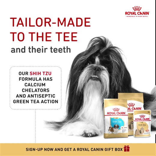 Cute underbite, healthy teeth. Our dedicated Shih Tzu formula improves dental hygiene and overall health with three unique actions. 🐾 Mechanical action of the kibble against the teeth helps reduce plaque and tartar 🐾 Antiseptic action of green tea polyphenols 🐾 Chemical action of salivary calcium chelating agents Woof over to the link below for all things ‘Specially Shih Tzu’. https://www.findroyalcanin.com/pages/shih-tzu #speciallyshihtzu #royalcaninshihtzu #royalcanin #shihtzulover #kibble 