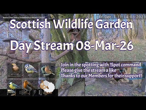 Day Stream March 8th 2026 | Bird Feeders, Wildlife Cameras Scotland UK from SWG