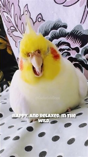 Why Do Cockatiels Grind Their Beaks? 🦜 (The Real Reason!) #cockatielscraze