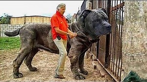 10 Of The Largest Dogs In The World | Aliens UFO Caught on Camera