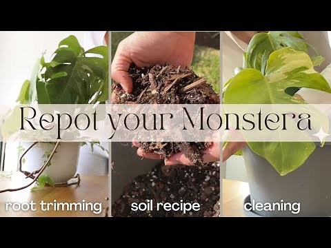 How To Repot Your Monstera || Monstera Plant Care