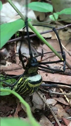 Incredible Nature Massive Spider Catches Prey! #nature #wildlife #spiders