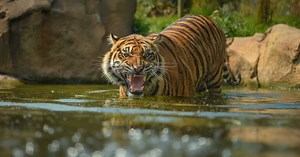 Quels sont les plus beaux zoos d'Europe ?