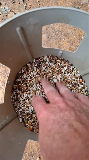 Racing Pigeons With Ferdie Coetzer. The hopper feeding system. Turf Pet sets gold standard. | Exclusive Pigeons