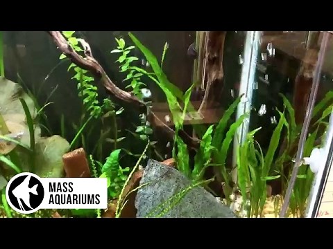 Java Fern: How to plant it or not