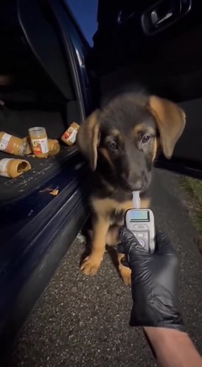 86K views · 414 reactions | Puppy's Peanut Butter Adventure Puppy hilariously 'fails' a sobriety test! Generated using Kling AI . . . (For entertainment purposes only. Consult professionals if guidance on activities is presented. No brand affiliation is implied if any are shown. If inspired by true events, creative adaptations may be included. Content may include public footage.) | Fabiosa Kindness in Action | Facebook