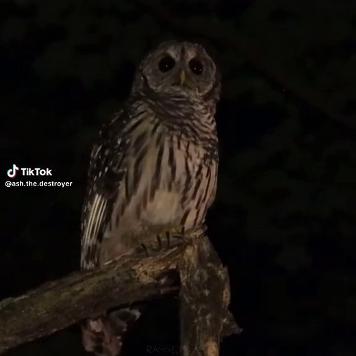 Loving Owls: Fascinating Facts About Great Horned and Barred Owls