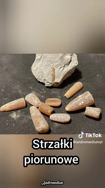 Skamieniałości Belemnity: Strzały Piorunowe i Dinozaury