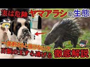 【ゆっくり解説】「ヤマアラシ」を徹底解説/ヒョウすら手を出せない！？針の使い手であるヤマアラシの生態とは