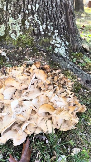 This is definitely going to be in many future time lapses. What’s this called?