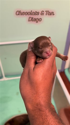 📣Rollcall….. 🤎💜💙🩶🩵💛🧡🖤🩷❤️ So far….. All Colors 🥰🕺🏽⚡️💎 #pom #pomeranian #puppies #chocolates #chocolatemerle #blue #bluemerle #lavender #lilac #lilacmerle #blue #blueandtan #merle #blackmerle #merlepomeranian #dog #dogsofinstagram #dogs #puppiesofinstagram #california #breeder #newborns #allcolors #allhearts #seasons #smashhit #🩷❤️🧡💛💚🩵💙💜🖤🩶🤍🤎 #rainbow #🌈 | Happydaypoms