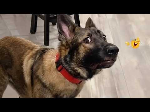 TRY NOT TO LAUGH 😂 Funniest Dog Moments Ever 2026 | Dog Compilation #37