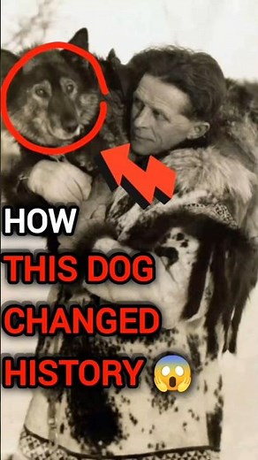 The True Story of Balto – The Dog Who Saved a Town #shrots #dog #baltostory #history #didyouknow