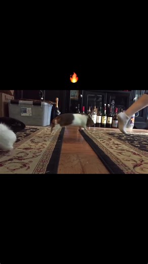 🔥🔥🔥 #guineapigs #guineapigsoftiktok #guineapig #thefloorislava | guinea pigs