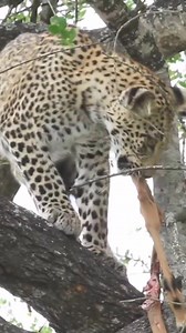 14K views · 140 reactions | Leopard cub feeding #reelsvideo #reelsfb #reelsviral #viralpage #reels #trend #video #life #travel #viral | African Bush Kingdom | Facebook