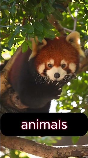 Red Panda: The Adorable Predator That Eats Bamboo