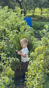 26K views · 621 reactions | Oare astea au fost ultimele roșii din grădină? ‍ #romania #viatalatara #copilarie | Alexandra Iacob | Facebook