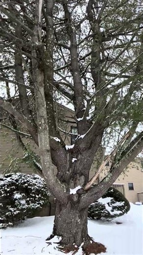 The Eastern White Pine 🌲 - Pinus strobus