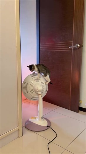 修理猴子像的成功案例