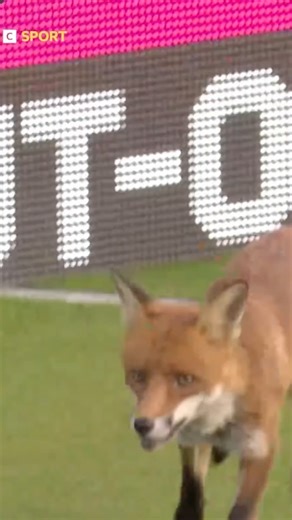 Protect the Wild | A fox stole the spotlight at Lord’s during The Hundred opener, dashing across the pitch and briefly halting play, the unexpected guest is... | Instagram