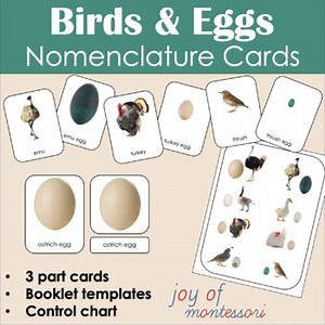 Different Types of Bird Egg