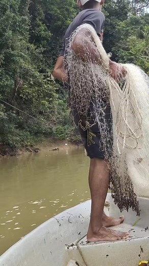 Jala Ikan Sungai: Strategi dan Harga Ikan Lawang