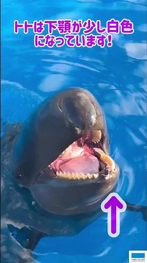 オキゴンドウのトト🐬