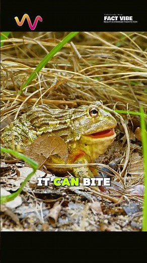 This Frog Attacks Snakes… And Survives Underground for YEARS #frog