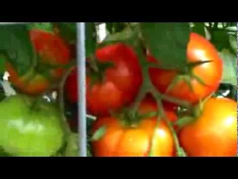 PlantProfile : Celebrity Tomato