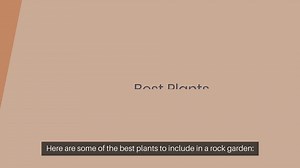 Best Plants For A Rock Garden