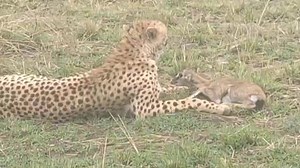 Easy catch, watch this lucky cheetah having a baby Tomy.... | Benson Njapit