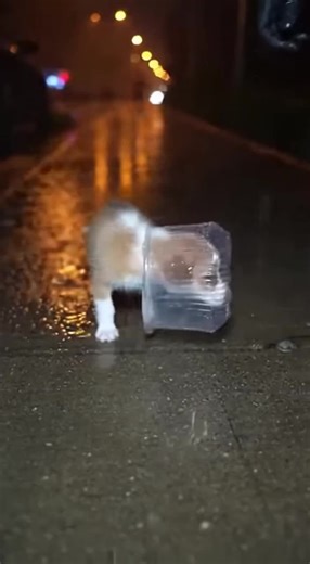 The box wouldn’t come off 💔 #rescueanimals