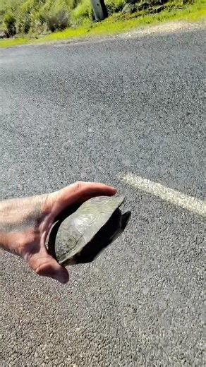 Josh Neille on Instagram: "After a bit of rain, it’s turtles on the road everywhere. And sadly, I keep seeing more and more of them getting hit. I’ve been patching up a few shells lately and really enjoying that side of rehab, doing some cool things in the turtle shell repair space. It’s rewarding work… but honestly, the best outcome is not having to repair them at all. So that means jumping out, time and time again, and getting turtles off the road before they get cleaned up. If you do stop to 