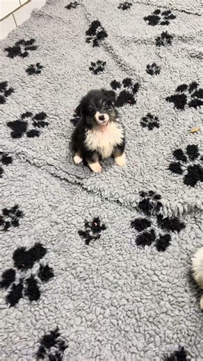 Black tri female dog looking for a home