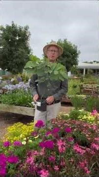 This Tree Stops People in Their Tracks 🌼Cassia Fistula Explained