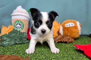 Sunny - Chihuahua Puppy D40CDC