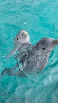 Diferencias entre Delfines hembras y machos 🐬✨