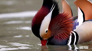The weather may be dreary here in North Carolina, but our Mandarin ducks are already preparing for spring by practicing courtship behaviors designed to show off those flashy feathers! Head-tossing, mock-drinking, mock-preening, and chasing other males are all part of the routine. Mandarin ducks typically begin nesting in April, but courtship displays are practiced throughout the winter. Slow-motion footage helps reveal the details of these behaviors that often happen in the blink of an eye! | Sy