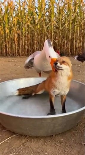 Goose Guards Fox From Chickens? Unlikely Animal Behaviors Revealed! #WildlifeSurprise