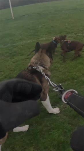 Morning walkies see my besties on the park 🤎🤎#akita #americanakita #dog #walkies #fyp