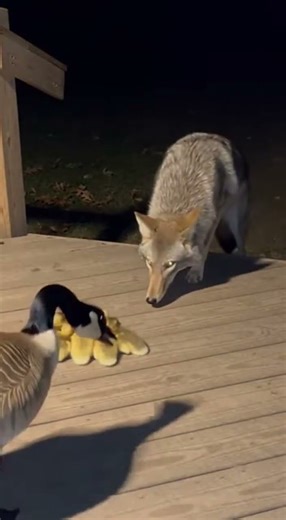 Goose Protects Ducklings 🦢🔥
