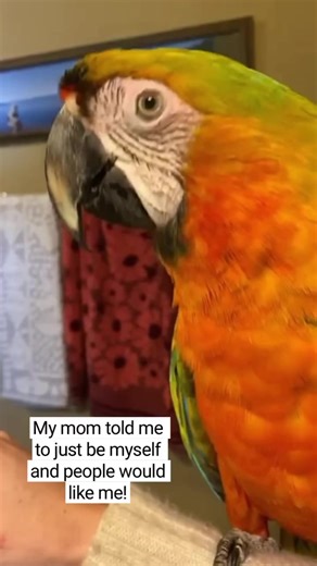 70K views · 1.6K reactions | Did it work? #comet #sillybird #parrots #CamelotMacaw #birb #birdtricks | BirdTricks | Facebook
