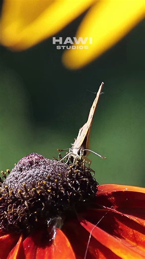 25K views · 295 reactions | Butterfly on Yellow Flower in Spring #butterfly #spring #flower #yellow #sunflower #beauty HA72825 | HAWI Studios | Facebook