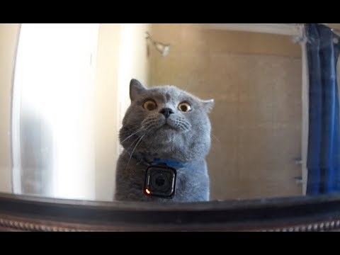 GoPro on a Cat Left Home Alone