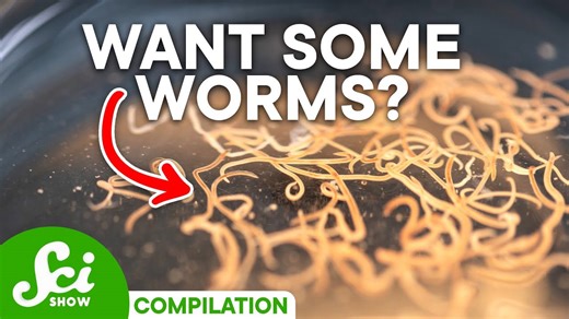 Why some parasites are actually good (and which can kill you)