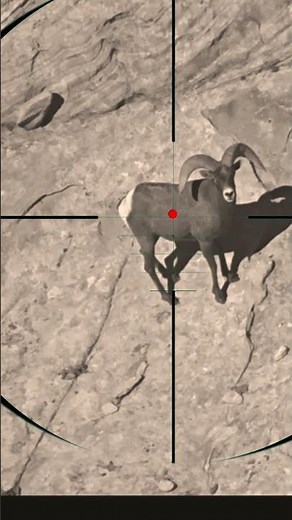 Mountain Goat Shooting | Tiro alla capra di montagna | Tir au bouquetin