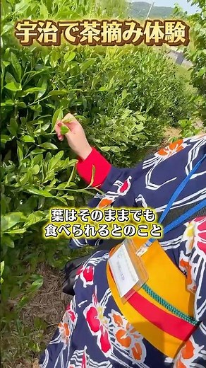 宇治で茶摘み体験してみた🍵#伝統文化 #日本茶 #宇治茶 #matcha